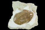 Asaphus Platyurus Trilobite - Russia #125509-1